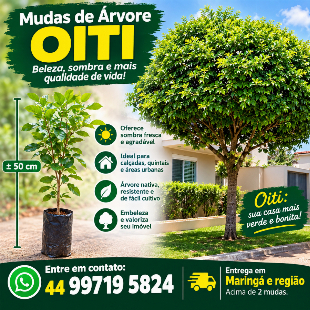 Mudas de árvore Oiti.