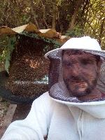 Abelhas (retiramos enchames de abelhas)