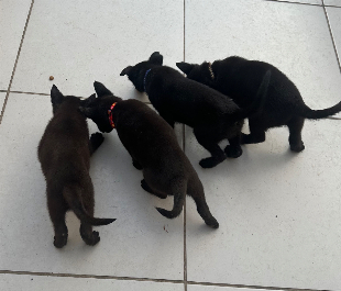 Pastor Belga Malinois - All Blac