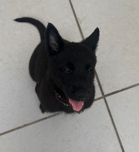 Pastor Belga Malinois - All Blac