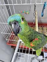 Papagaio