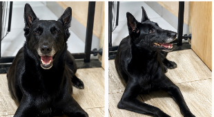 Filhotes Pastor Belga Malinois