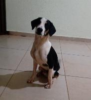 ADOÇÃO RESPONSAVEL