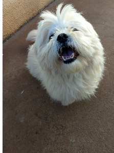 DOAÇÃO DE LHASA APSO