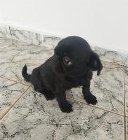 Pug filhote machinho