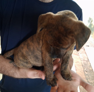 doação cachorrinhos.